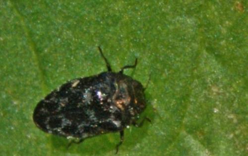 Réf. 330 642 : Trachys minutus